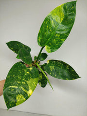 Philodendron Green Congo Variegata groß