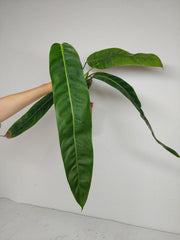 Philodendron Patriciae