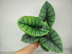 Alocasia Platinum groß