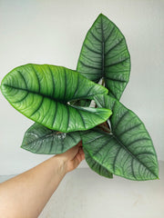 Alocasia Platinum groß
