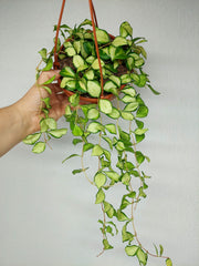 Hoya Heuschkeliana Variegata Hängeampel