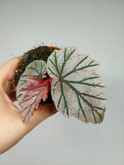 Begonia Lamoon