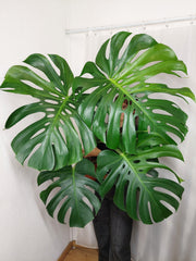 Monstera Green on Green