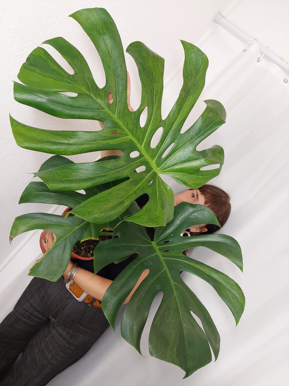 Monstera Green on Green