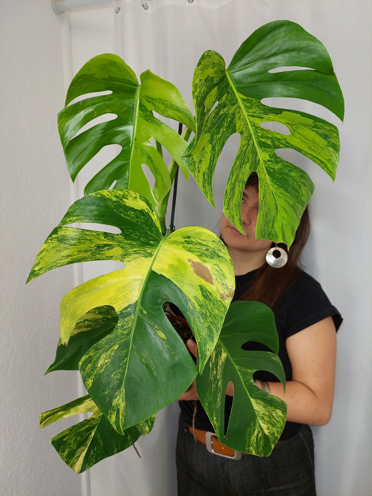 Monstera Aurea
