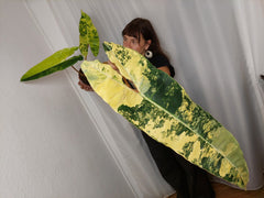 Philodendron Billietiae Variegata XXL