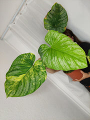 Philodendron Mamei Aurea Variegata