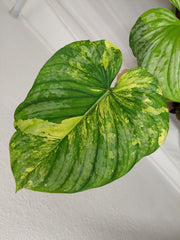 Philodendron Mamei Aurea Variegata