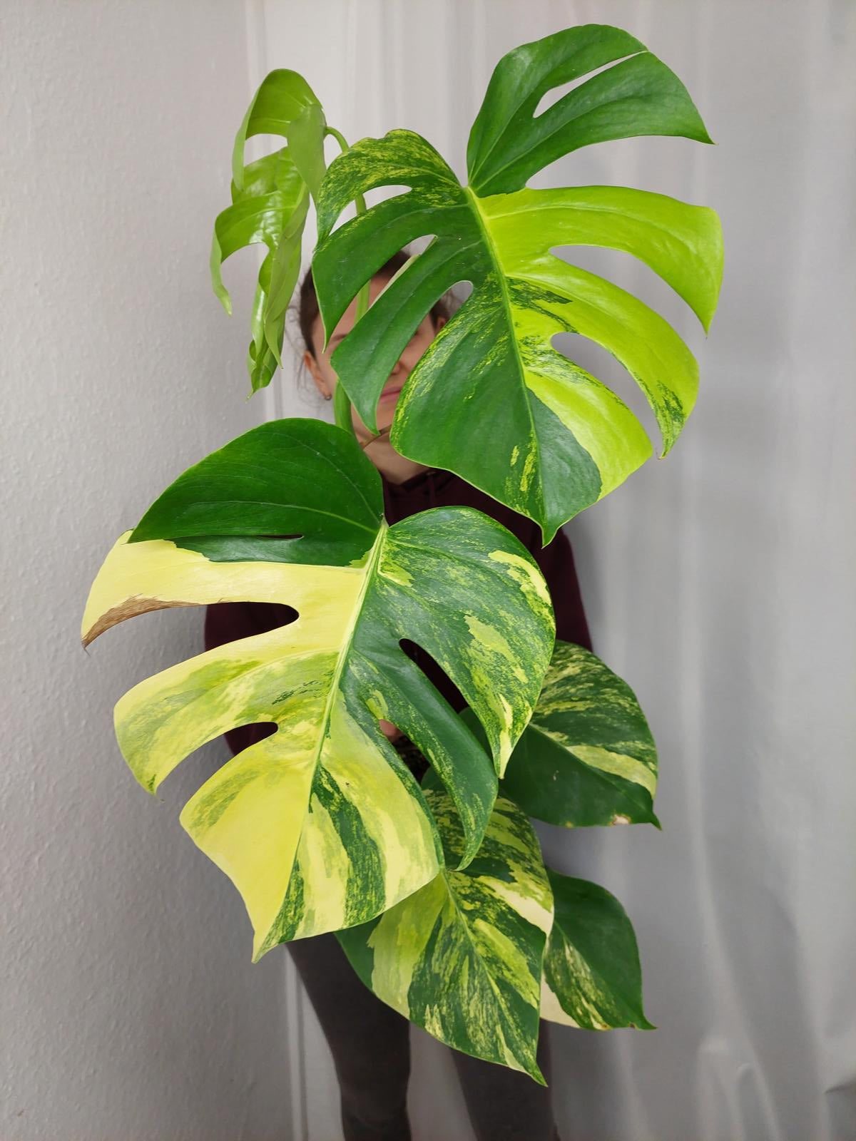 Monstera Aurea