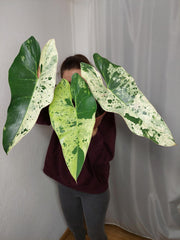 Philodendron Ilsemanii Variegata