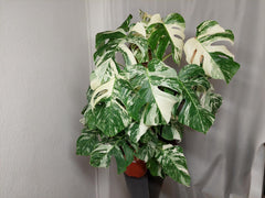 Monstera Variegata buschig
