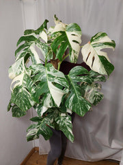 Monstera Variegata buschig