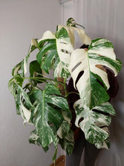 Monstera Variegata buschig