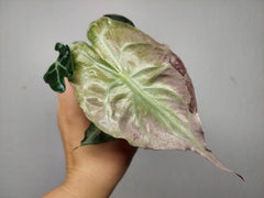 Alocasia Venom Pink Mint