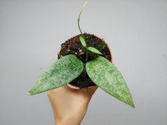 Hoya Flagellata Silver