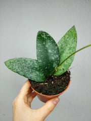 Hoya Flagellata Silver