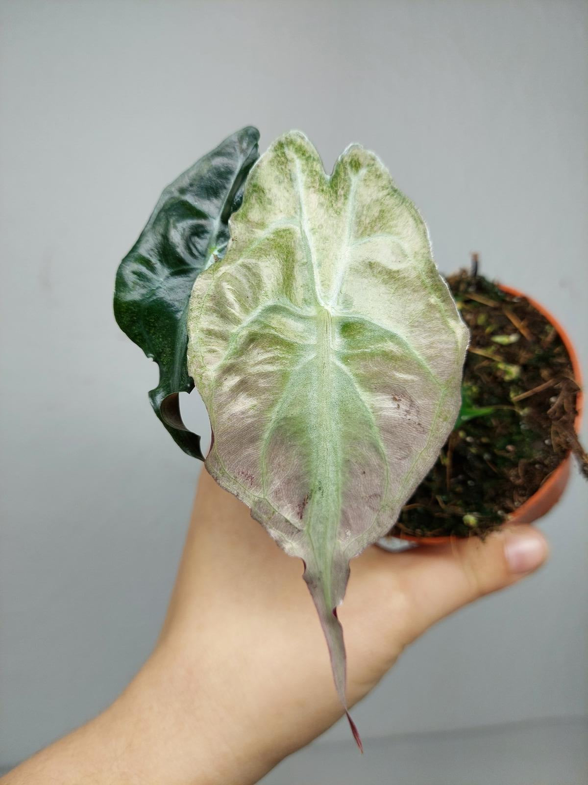 Alocasia Venom Pink Mint
