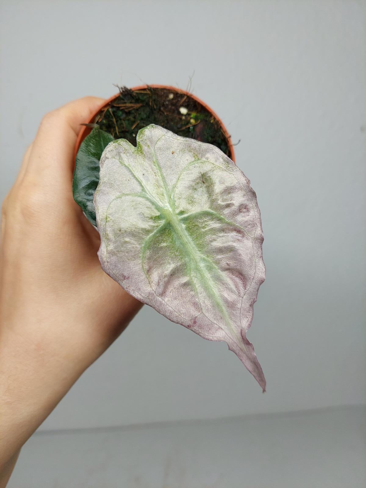 Alocasia Venom Pink Mint