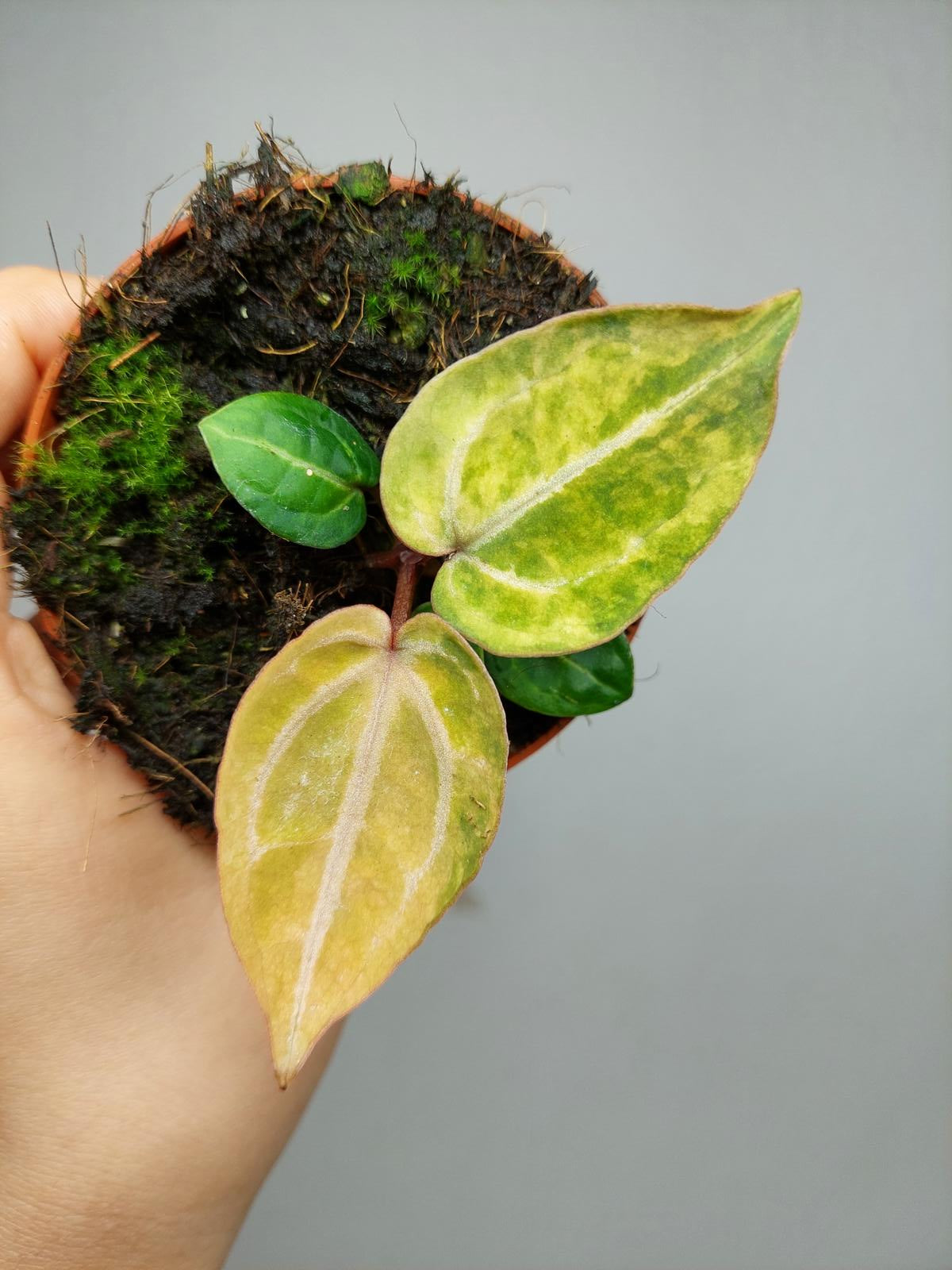 Anthurium Red Crystallinum Aurea