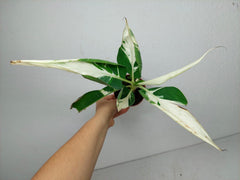 Musa Aeae Kuikawa Variegata