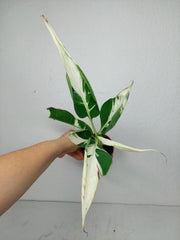 Musa Aeae Kuikawa Variegata