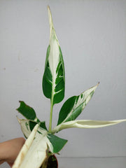 Musa Aeae Kuikawa Variegata