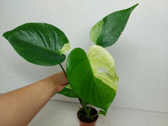 Monstera Jungle Mint