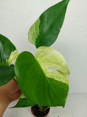 Monstera Jungle Mint