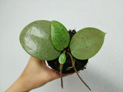 Hoya Acuta Silver