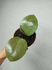 Hoya Acuta Silver