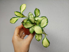 Hoya Heuschkeliana Variegata