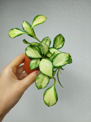 Hoya Heuschkeliana Variegata