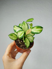 Hoya Heuschkeliana Variegata