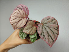 Begonia Peach