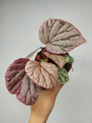 Begonia Peach