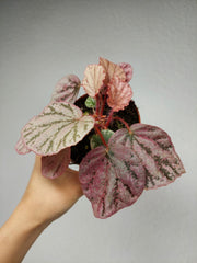 Begonia Peach