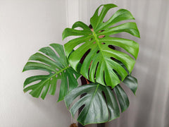 Monstera Green on Green XXL