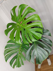 Monstera Green on Green XXL