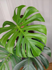 Monstera Green on Green XXL