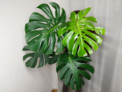Monstera Deliciosa groß