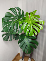 Monstera Deliciosa groß