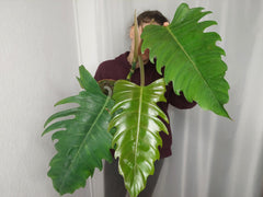 Philodendron Caramel Marble XXL