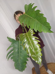 Philodendron Caramel Marble XXL