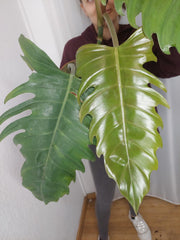 Philodendron Caramel Marble XXL