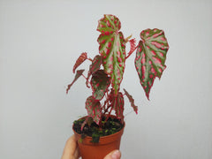 Begonia Pink Lady