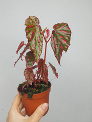 Begonia Pink Lady