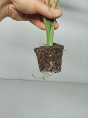 Alocasia Frydek Round Variegata (Rhizom / Bulbe)