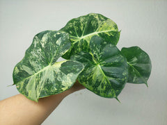 Alocasia Frydek Round Variegata