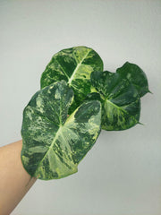 Alocasia Frydek Round Variegata