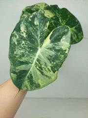 Alocasia Frydek Round Variegata